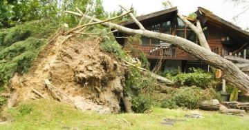 Vyvrácený strom po vichřici leží na střeše rekreační chaty – škody na majetku způsobené extrémním počasím